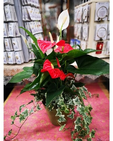 Mix Plants Flower Arrangement