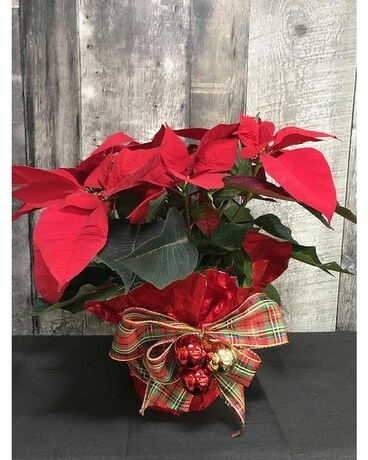 Red Poinsettia Flower Arrangement
