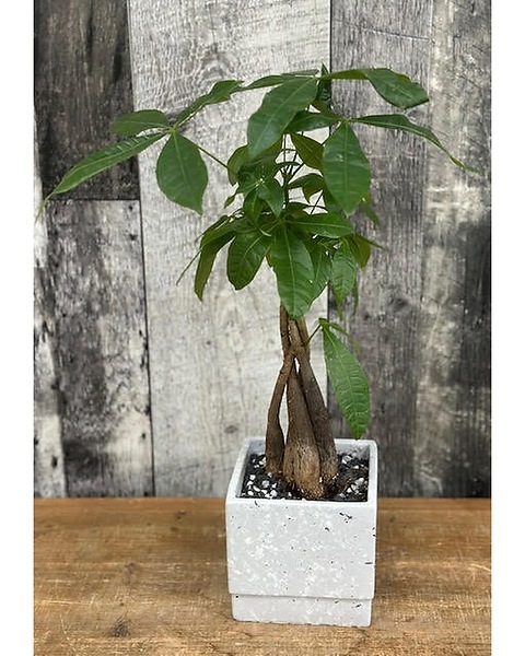 monstera climbing Moss Poles for Plants 4-Pack 28 Inch | Coir Climbing Support for Monstera Indoor Houseplants