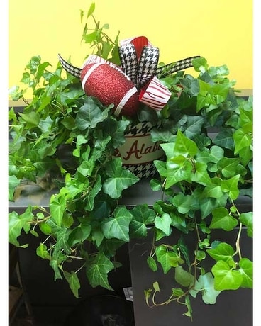 BamaIVY Plant