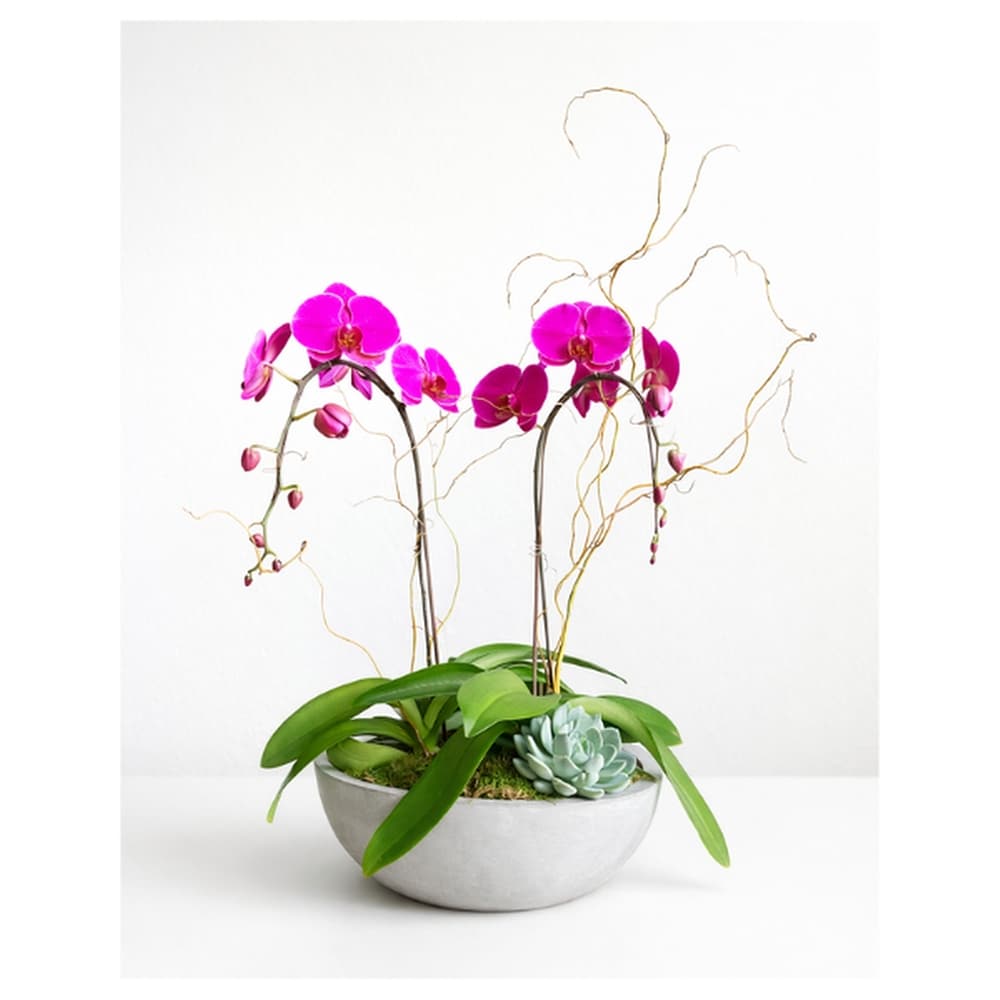 Deluxe Orchid Boat in Kirkland WA - Fena Flowers, Inc.