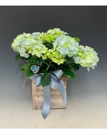 Hydrangea Plant Flower Arrangement