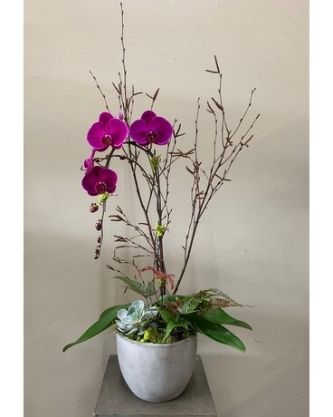 Grand Orchid Plant