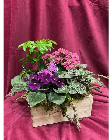 Camden Dish Garden Plant