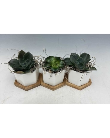 Tre Tremendous Plant