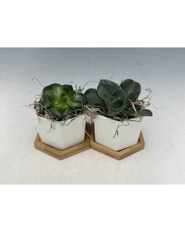 Double Appreciation Plant