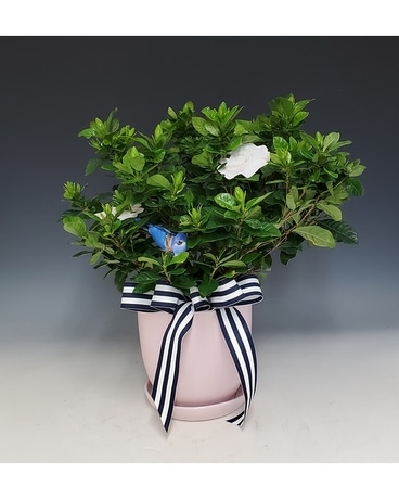 Gardenia Plant