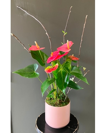 Anthurium Plant Plant