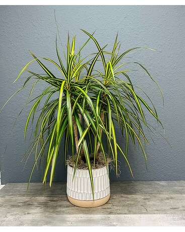Dracena Plant Plant