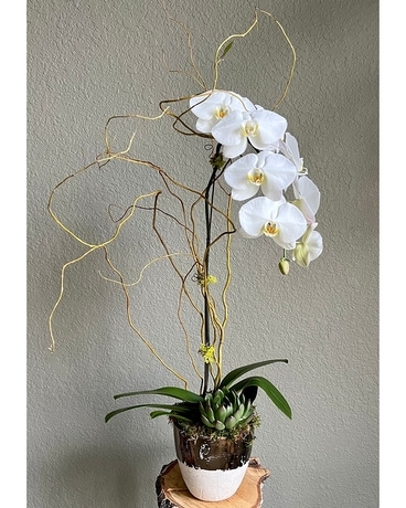 Contemporary Orchid Planter Dish Garden Plant