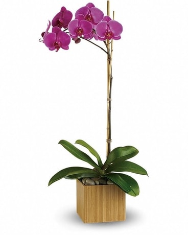 Teleflora's Imperial Orchid Flower Arrangement