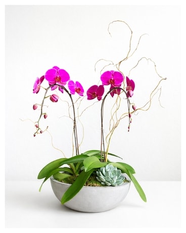 Deluxe Orchid Boat in Kirkland WA - Fena Flowers, Inc.