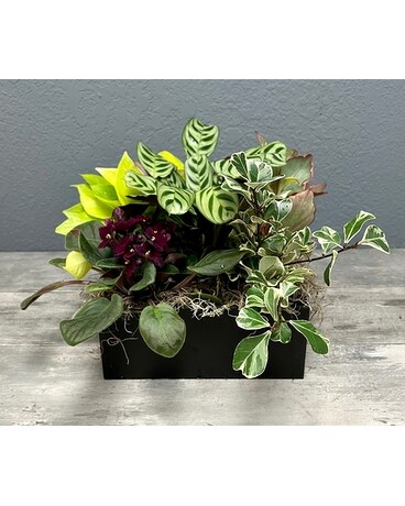 Designer’s Choice – Plants EXAMPLE ONLY Flower Arrangement