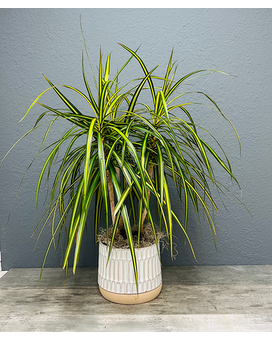 Dracena Plant Plant