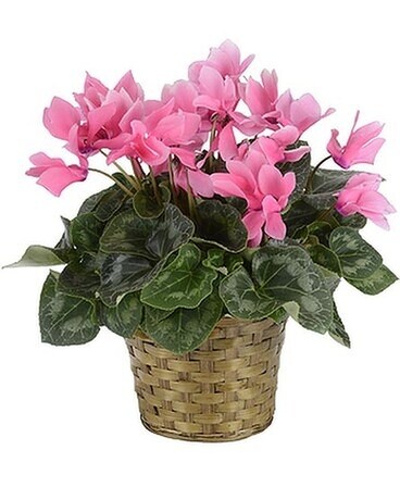 Cyclamen Plant