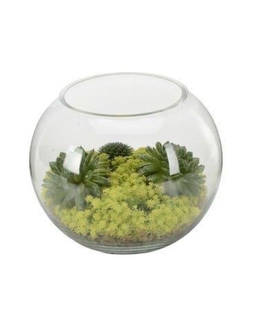 Sedum Garden Plant
