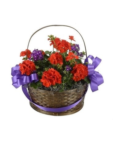 Backporch Spring Garden Basket Plant