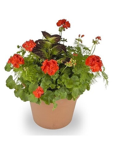 Geranium Garden Pot Plant