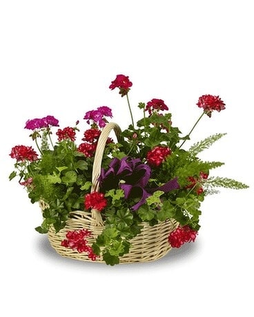 Mixed Geranium Basket Plant