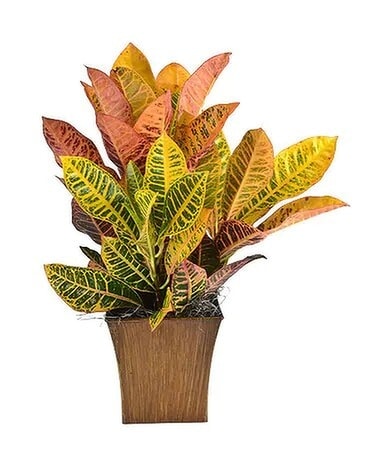 Fall Glow Croton