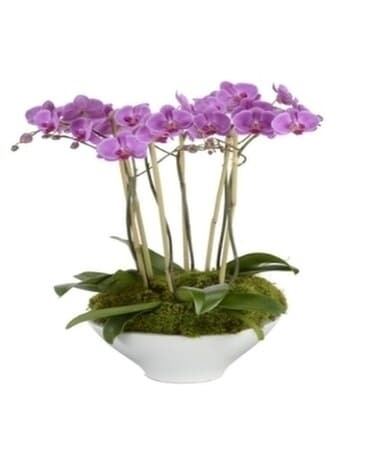 Orchid Garden Plant