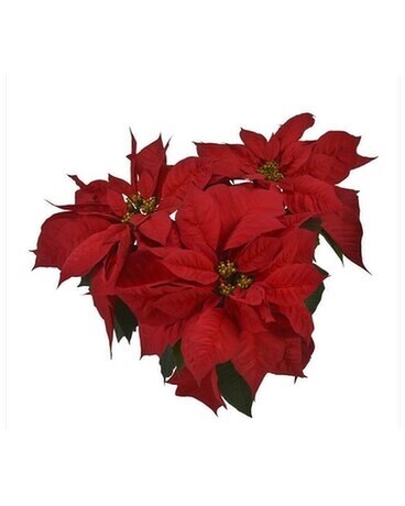 Poinsettia 3 Bloom Plant