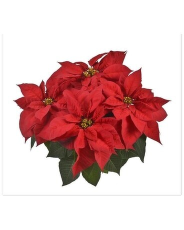 Poinsettia 4 Bloom Plant