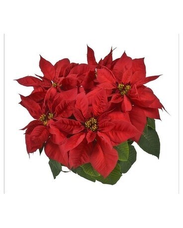Poinsettia 5 Bloom Plant