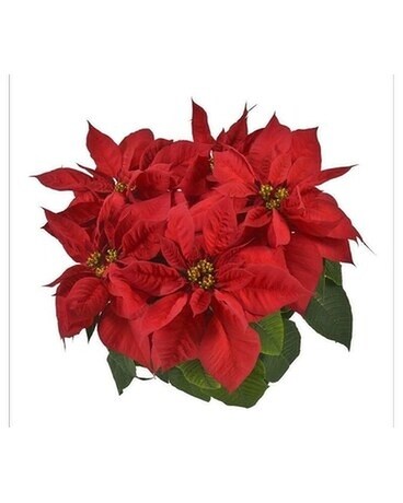 Poinsettia 6 Bloom Plant