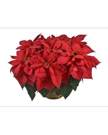 Poinsettia Hanging Basket Plant