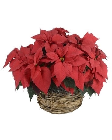Poinsettia Centerpiece Plant
