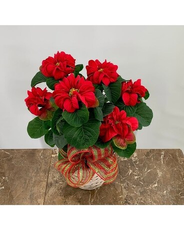 Poinsettia Winter Rose Plant