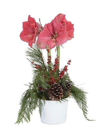 Ultimate Amaryllis Plant