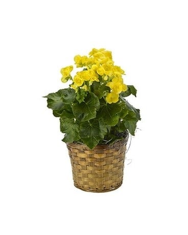 Begonia Plant