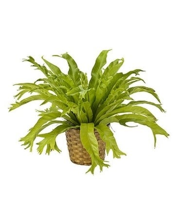 Exotic Fern Plant