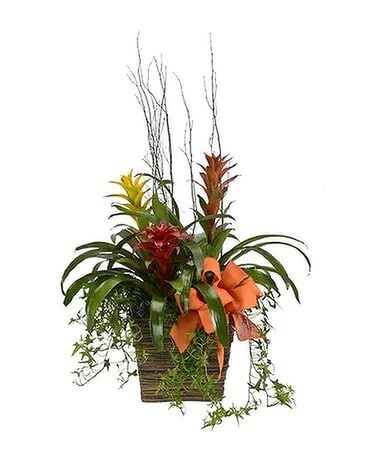 Bromeliad Garden Plant