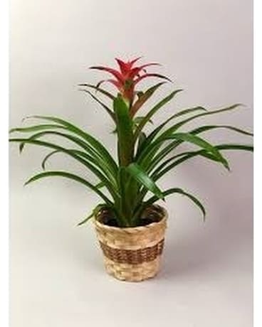 Bromeliad Plant