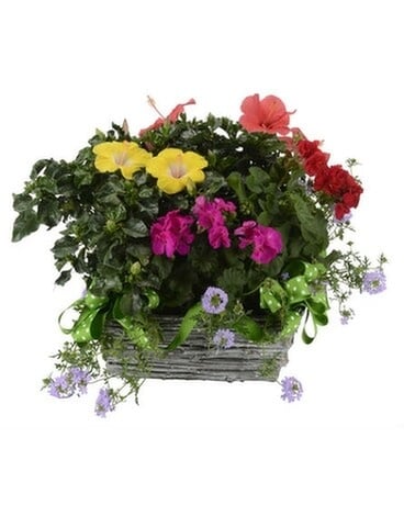 Sun Garden Basket Plant