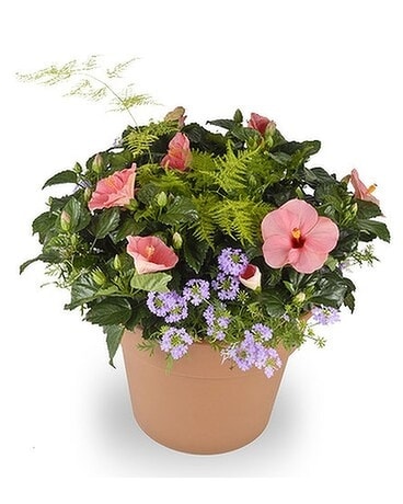 Sunny Hibiscus Garden Pot Plant