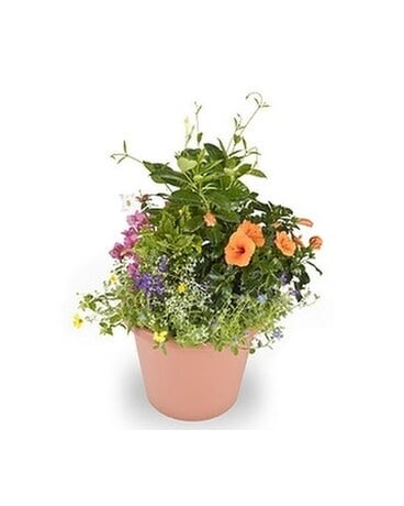 Tropical Garden Pot Plant
