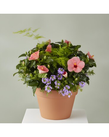 Trochta's Spring & Summer Garden Pots Delivery Oklahoma City OK