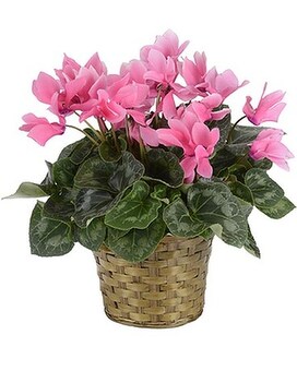 Cyclamen size,  inches height and  inches wide.