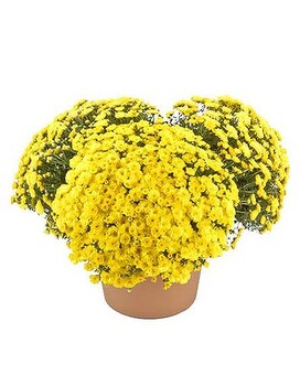 Fall Mum Garden Pot Plant