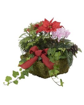 Jimmy V's Garden Basket Plant