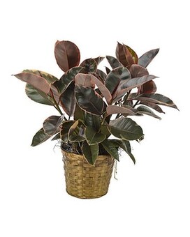 Rubber Plant size,  inches height and  inches wide.