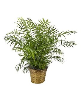 Sacred Palm size,  inches height and  inches wide.