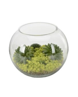 Sedum Garden size,  inches height and  inches wide.
