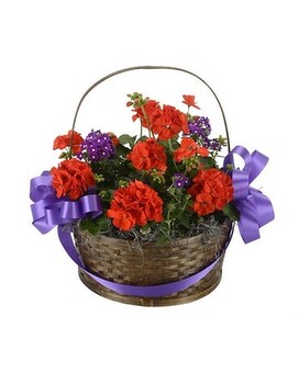 Backporch Spring Garden Basket size,  inches height and  inches wide.