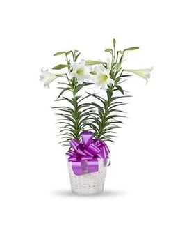 Trochta's Double Easter Lily Plant