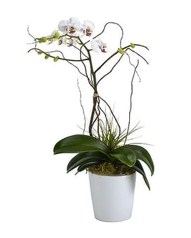 Orchid Beauty size,  inches height and  inches wide.